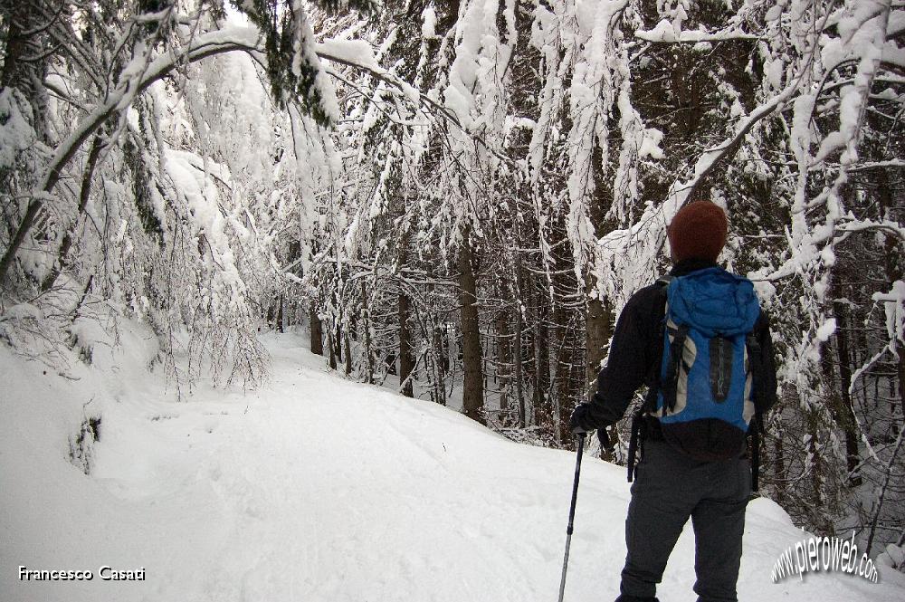 002 Paesaggio da fiaba nel bosco.jpg